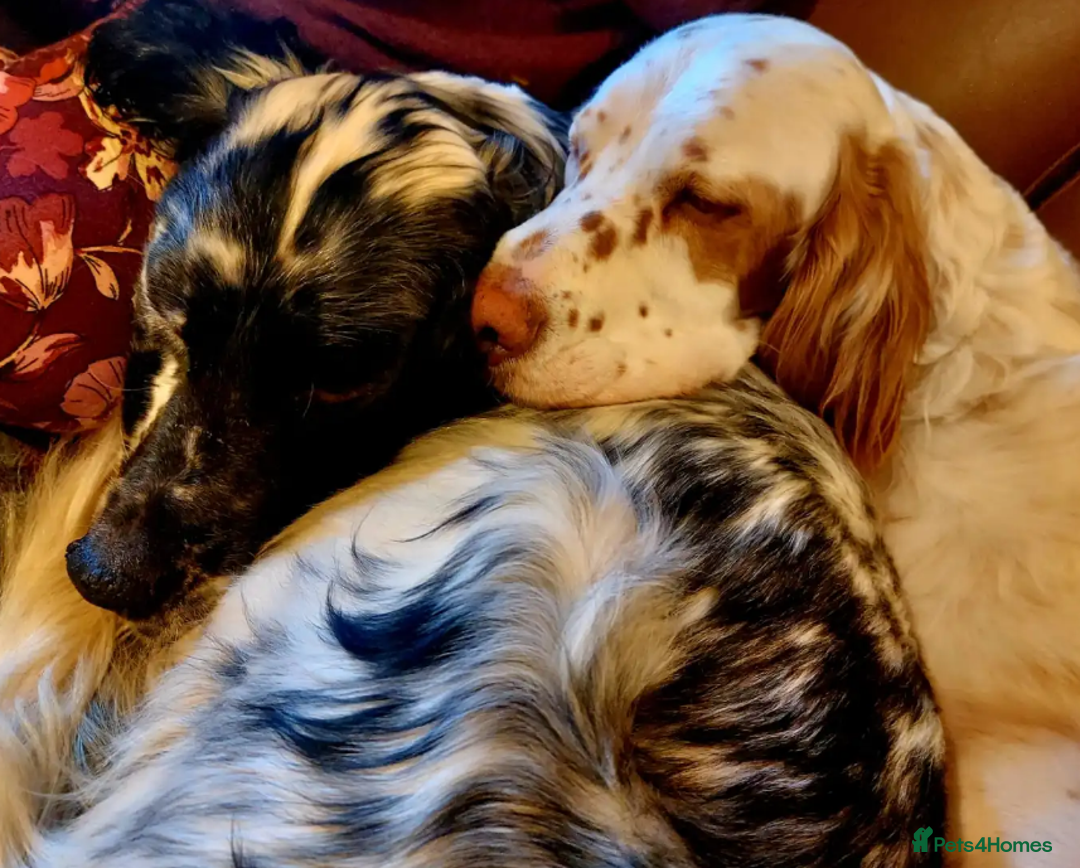 English Setter dogs for adoption: Lucas - Advert 8