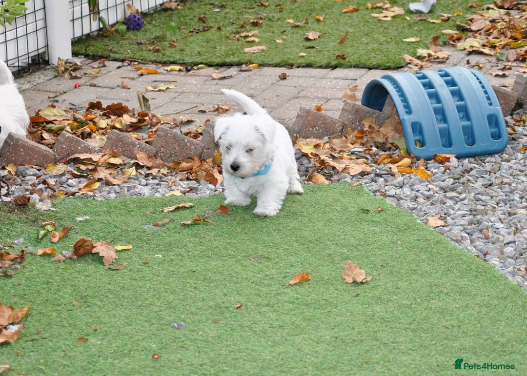 West Highland Terrier dogs for sale: Gorgeous West Highland Terrier Puppies - Image 6