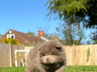 Chow Chow dogs Ready to leave solid lilac 🧸🔥 - Advert 1