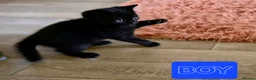 Mixed Breed cats for sale: 2 KITTENS AVALIABLE 23.06.2026 in Broxburn - Advert 4
