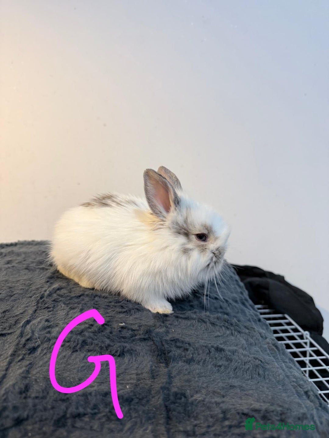 Lionhead rabbits for sale: Very beautiful - Double Mained lionhead babies. - Advert 5