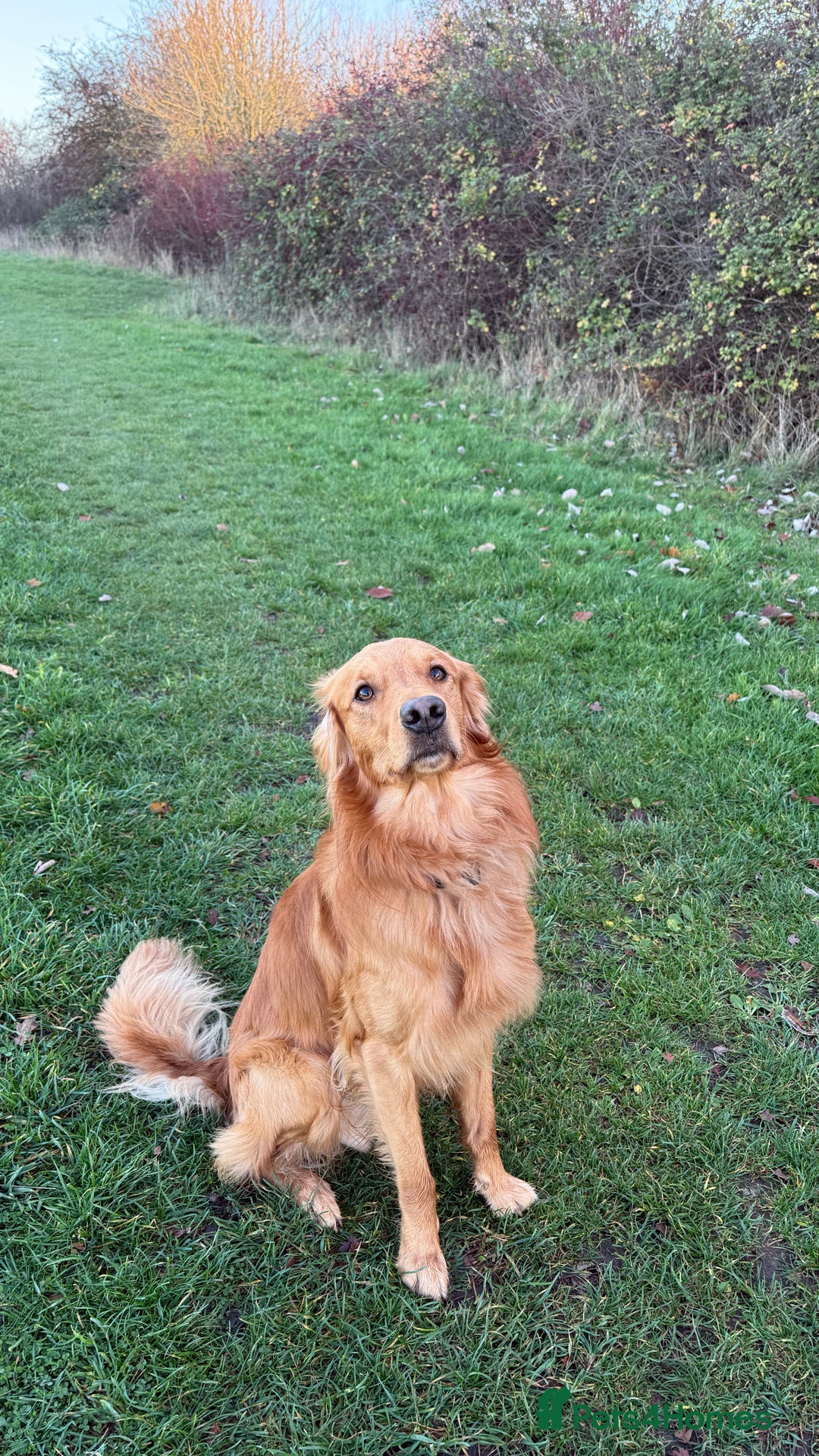 Golden Retriever dogs for stud: Dark Red Golden Retriever PROVEN  - Advert 4