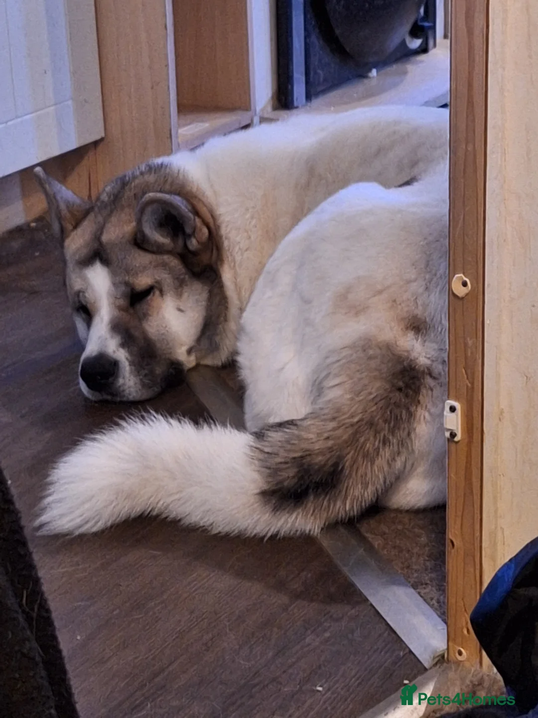 Akita dogs for sale: Sweet Fluffy Girl Dog - Advert 10