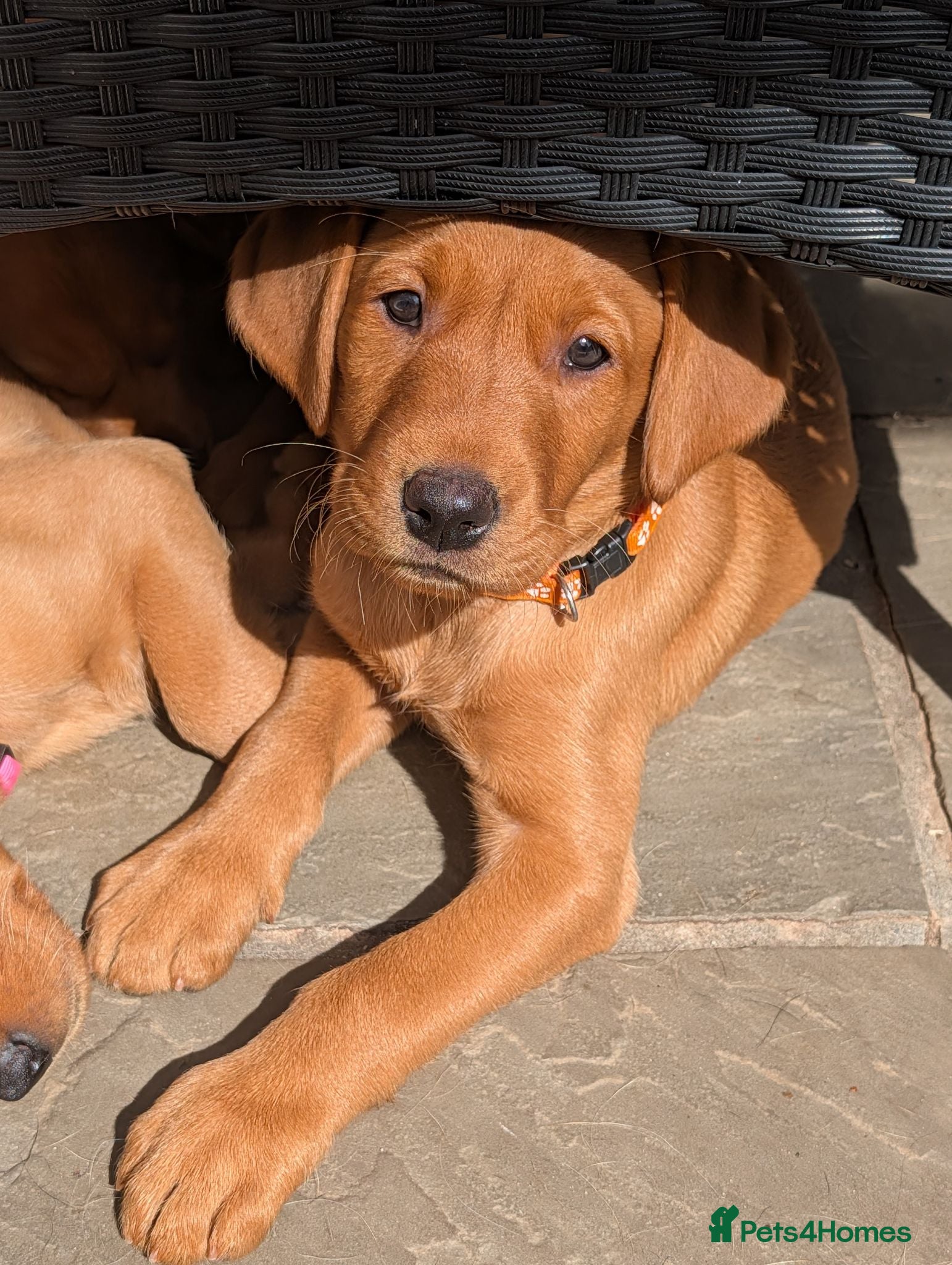 Labrador Retriever dogs KC REGISTERED FOX RED/YELLOW LABRADOR PUPPIES  - Advert 14
