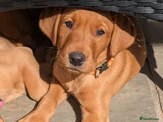 Labrador Retriever dogs KC REGISTERED FOX RED/YELLOW LABRADOR PUPPIES - Advert 1