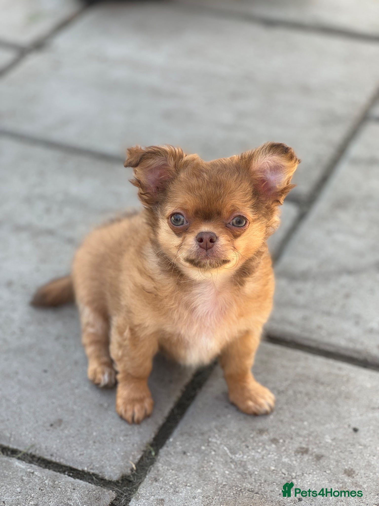 Chihuahua dogs Last stunning KC male available 😍  - Advert 3