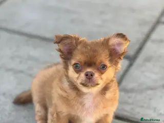 Chihuahua dogs Last stunning KC male available 😍 - Advert 3