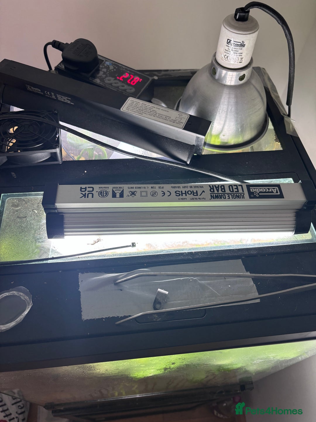 Frog reptiles for sale: Red Eyed Tree Frogs and set up - Advert 4