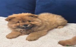 Chow Chow dogs for sale: Beautiful pure bred chow chow puppies for sale  - Image 4