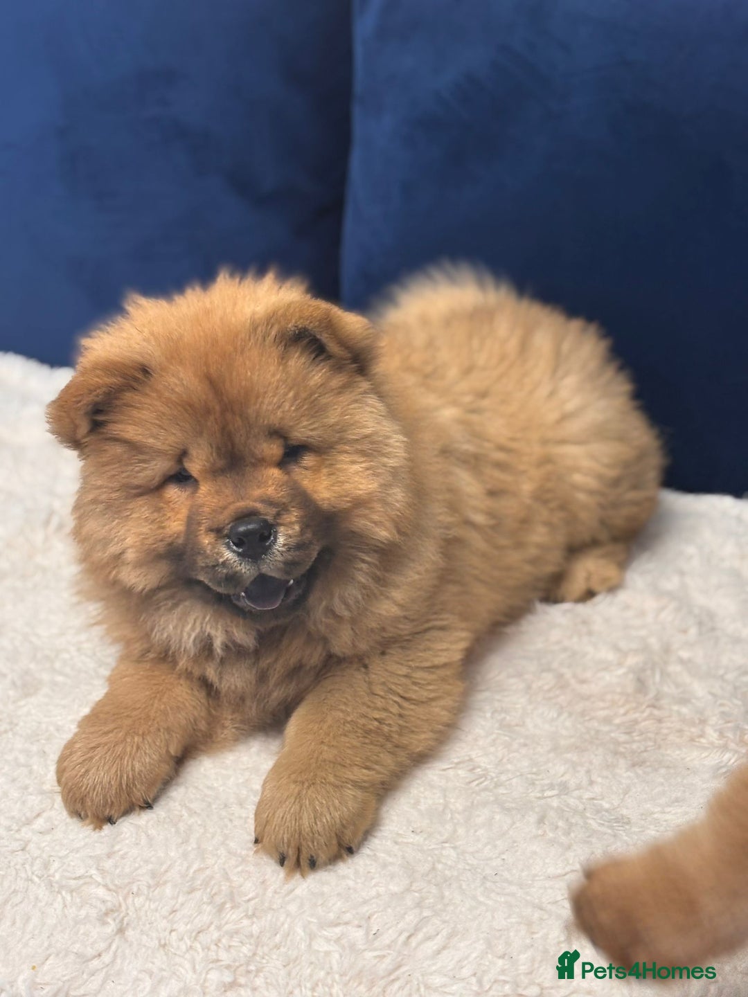 Chow Chow dogs for sale: Beautiful pure bred chow chow puppies for sale  - Image 4