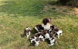English Springer Spaniel dogs for sale: Lovely Well Bred KC English Springer Spaniels - Image 15