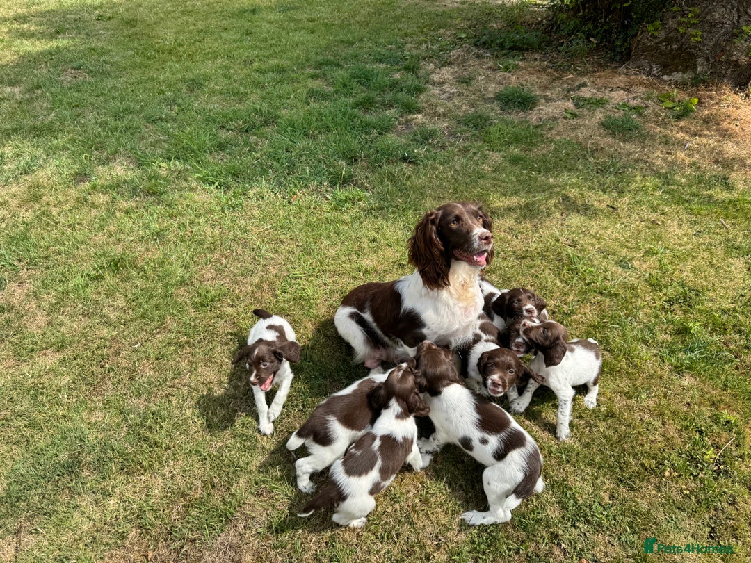 English Springer Spaniel dogs for sale: Lovely Well Bred KC English Springer Spaniels - Image 15