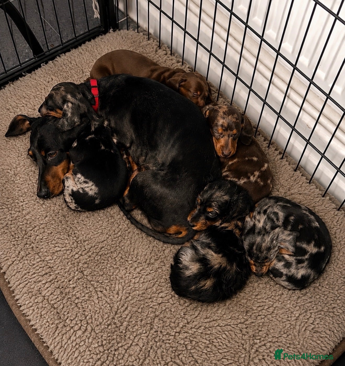 Miniature Dachshund dogs Stunning Miniature Dachshunds  - Advert 7