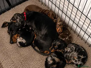 Miniature Dachshund dogs Stunning Miniature Dachshunds - Advert 7