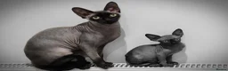 Sphynx cats for stud: Odd eyed white shpynx available elf ear . - Advert 2