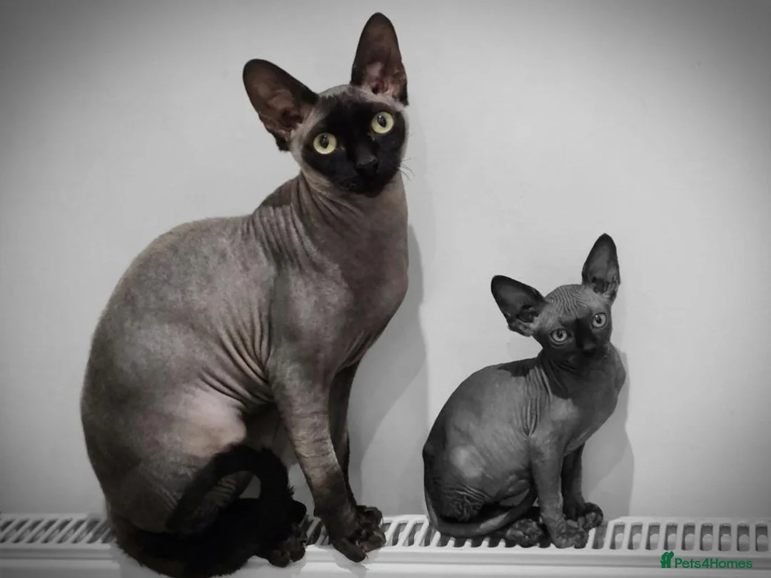 Sphynx cats for stud: Odd eyed white shpynx available elf ear . - Advert 2