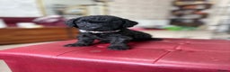 Toy Poodle dogs for sale: Rare silver and black male toy poodle puppies - Advert 2