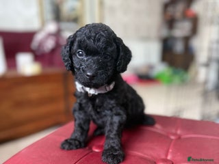 Toy Poodle dogs Black & rare silver phantom boy toy poodle puppies - Advert 2