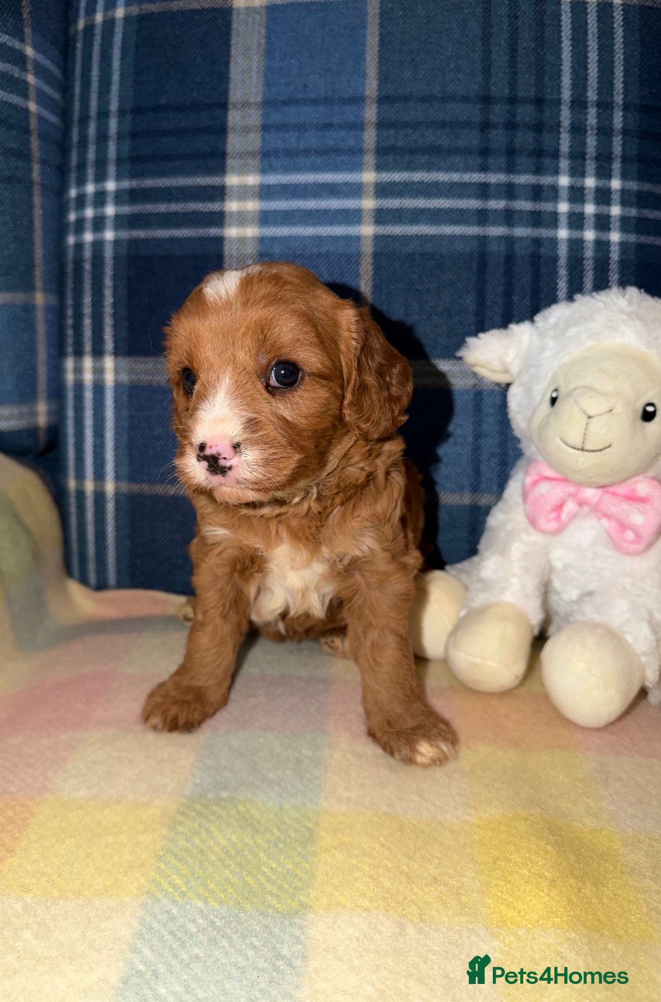 Cavapoo dogs for sale: Stunning Red Cavapoo Puppies - Advert 7