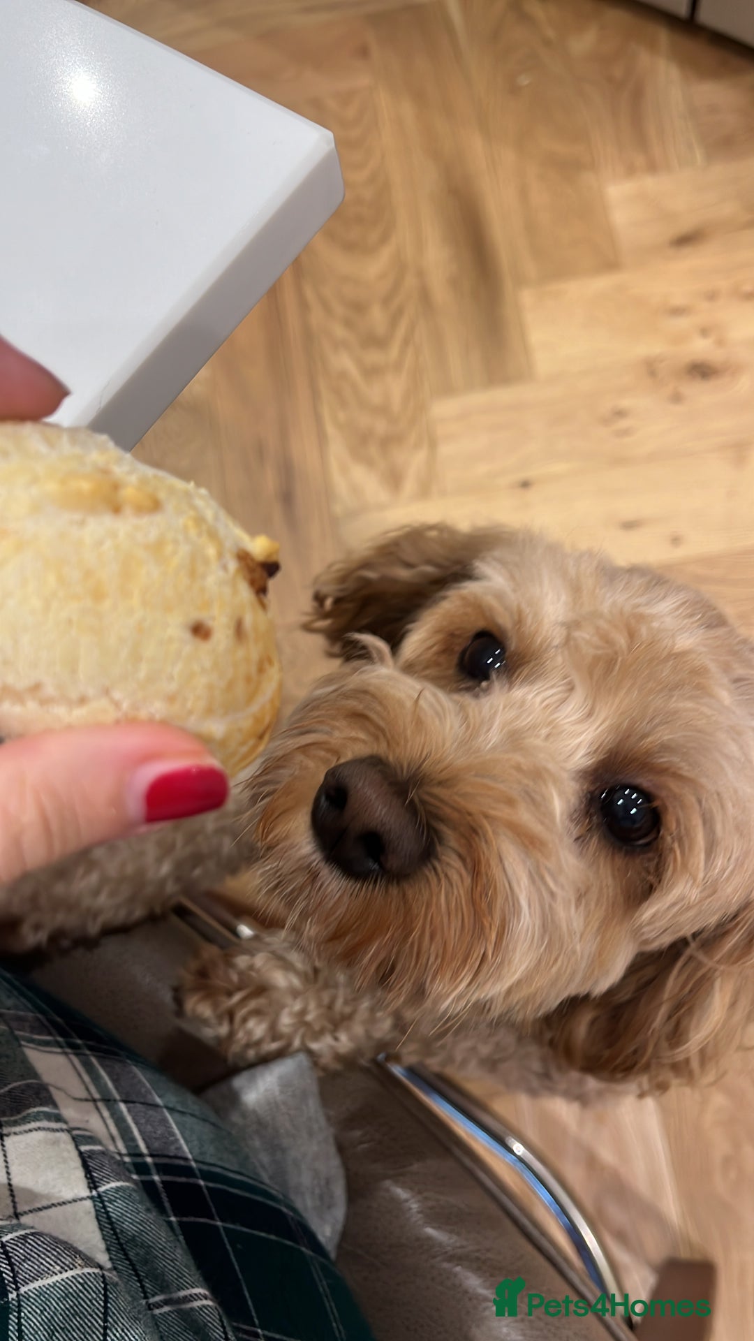 Cavapoo dogs for stud: Mr Leo 🚨STUD 🚨 - Advert 3