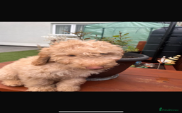 Cockapoo dogs for sale: Cockapoo PUPPIES🐾🩵 in Leeds - Image 3