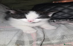 Mixed Breed cats for sale: Mixed Maine Coon - Image 2