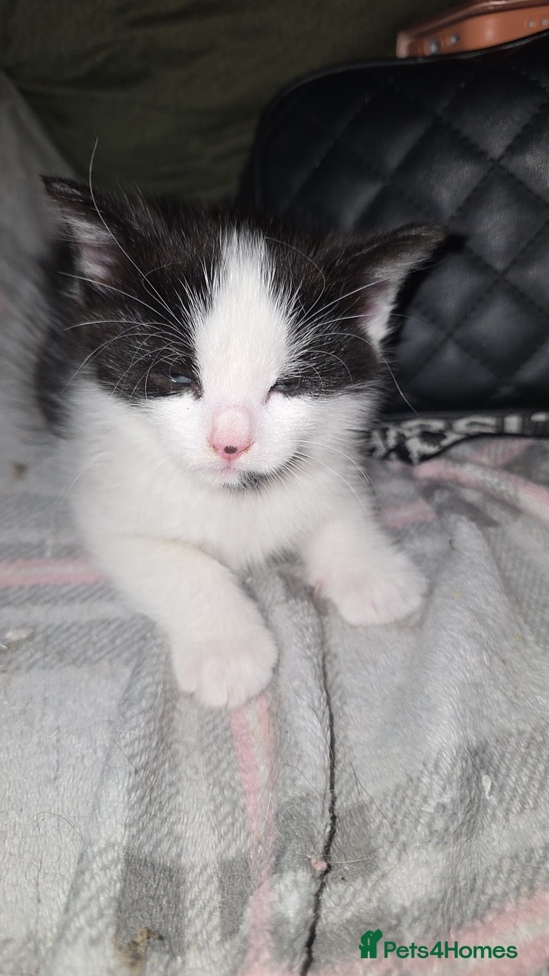 Mixed Breed cats for sale: Mixed Maine Coon - Image 2