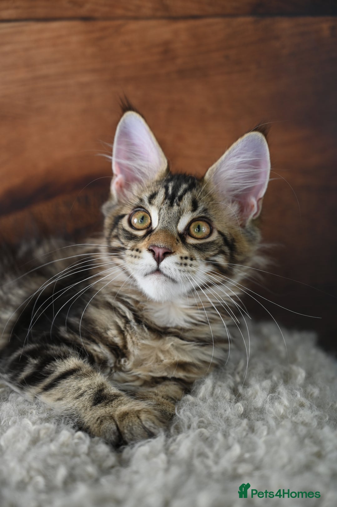 Maine Coon cats for sale: 👑 6 Majestic, health tested Kittens- TICA reg 🧬 - Image 6