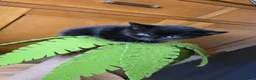 Mixed Breed cats for sale: Gorgeous kittens ready now. - Advert 7