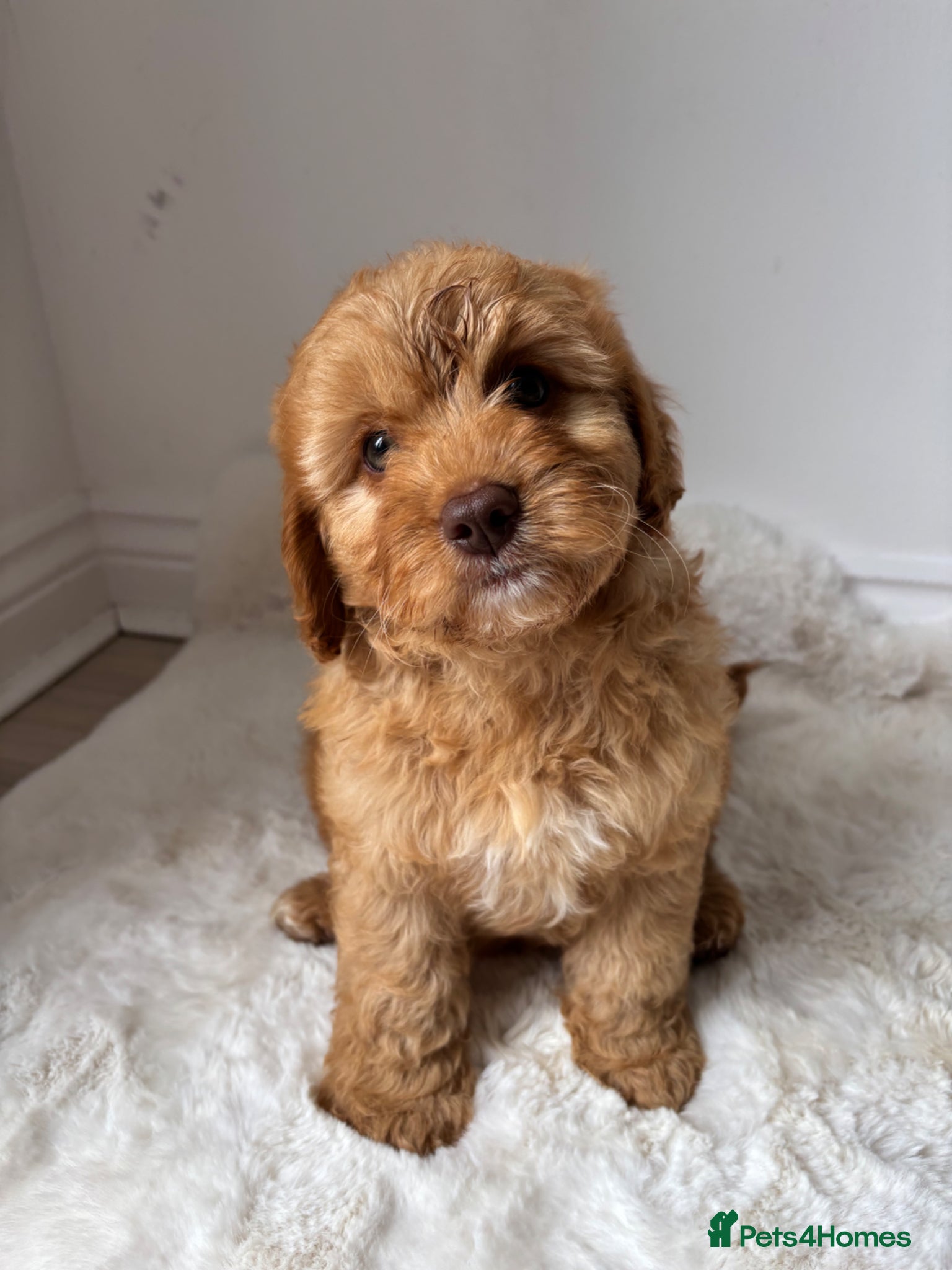 Cavapoo dogs Cavapoo ready to go 8th June  - Advert 16
