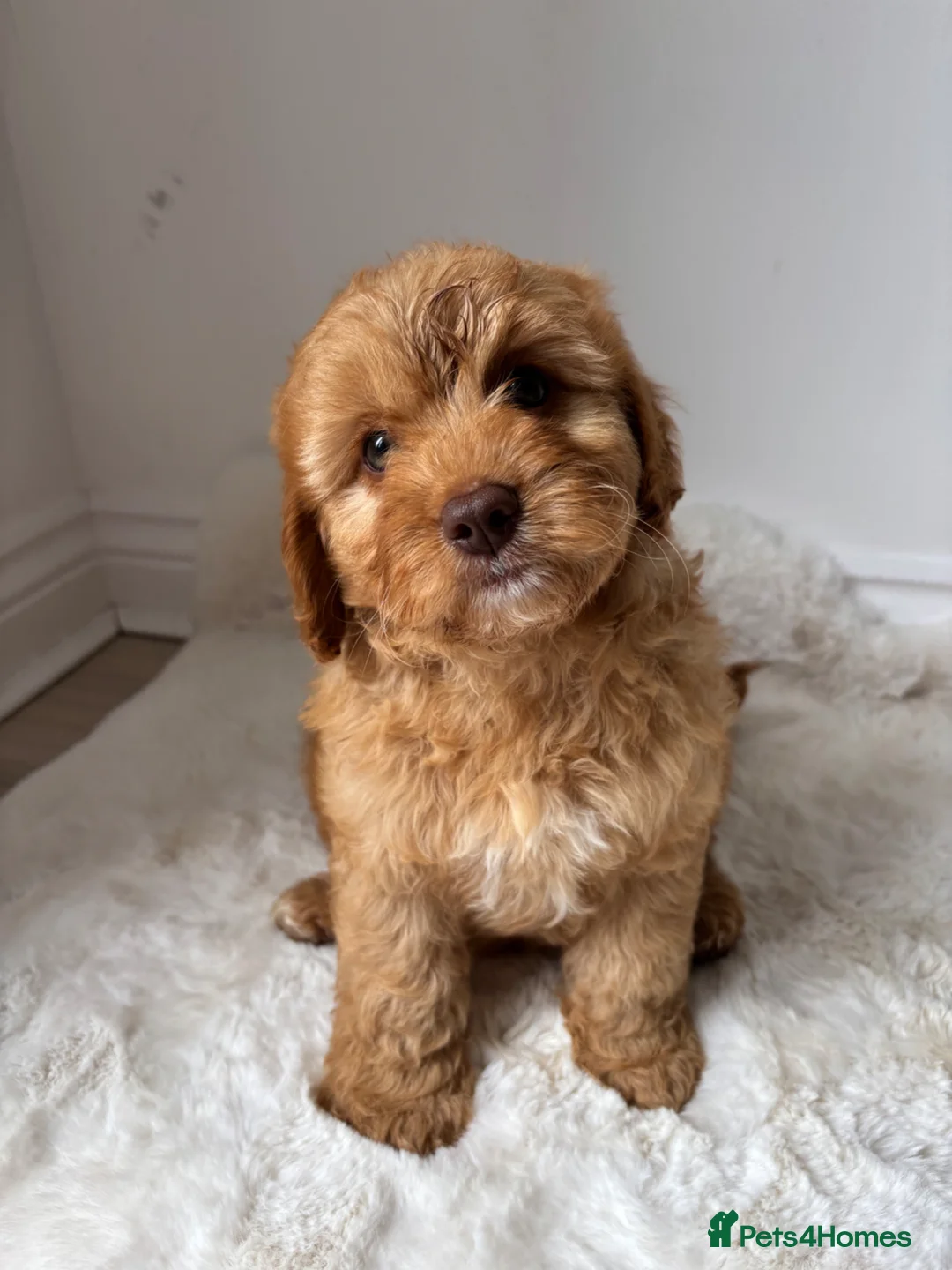 Cavapoo dogs for sale: Cavapoo leave 8th June  - Advert 1