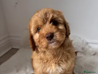 Cavapoo dogs Cavapoo leave 8th June - Advert 2