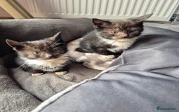 Domestic Shorthair cats for sale: 7 kittens Free to a good home - Image 2