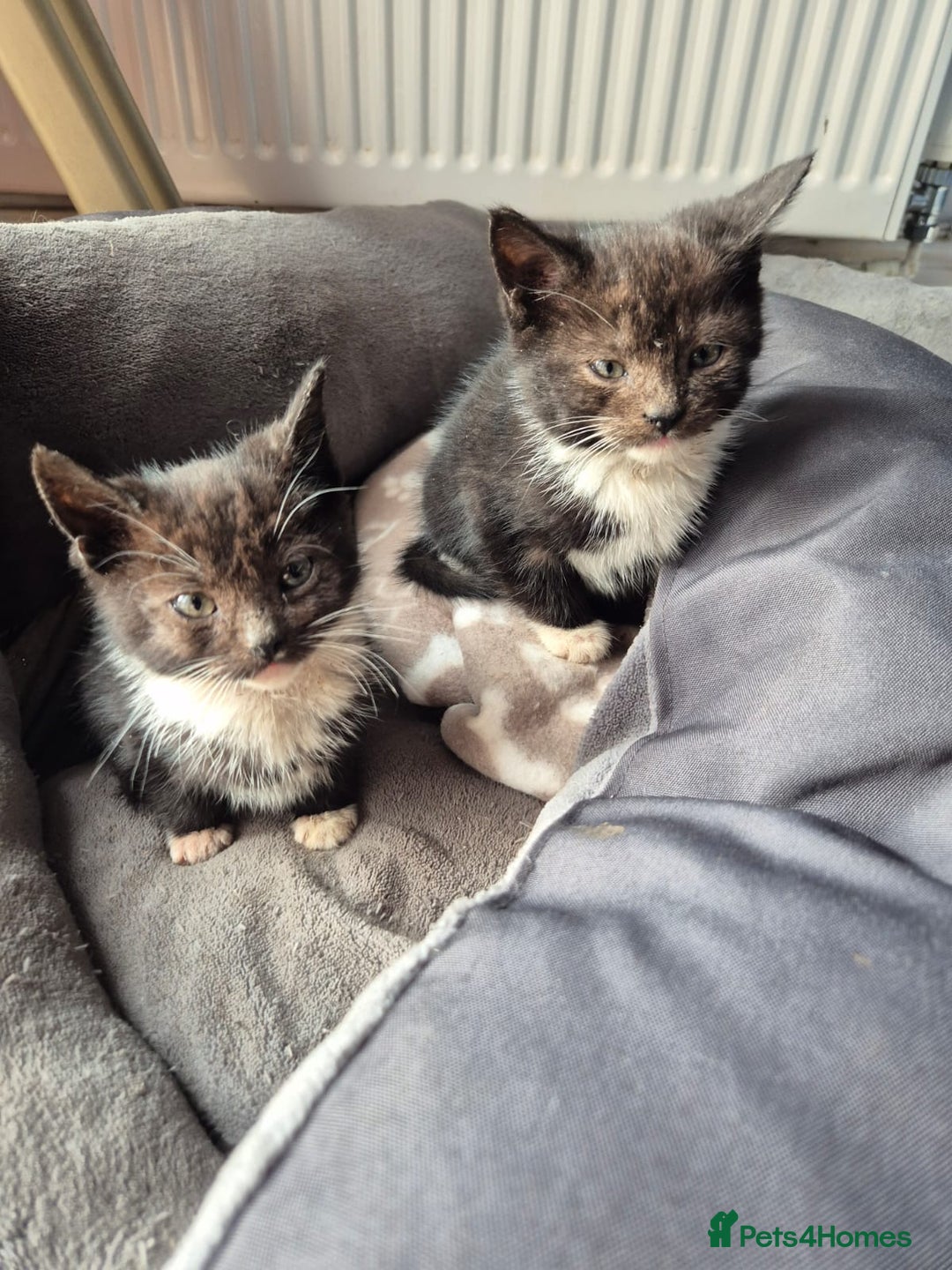 Domestic Shorthair cats for sale: 7 kittens Free to a good home - Image 2