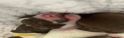 English Springer Spaniel dogs for sale: Gorgeous springer spaniel pups in Darlington - Advert 13