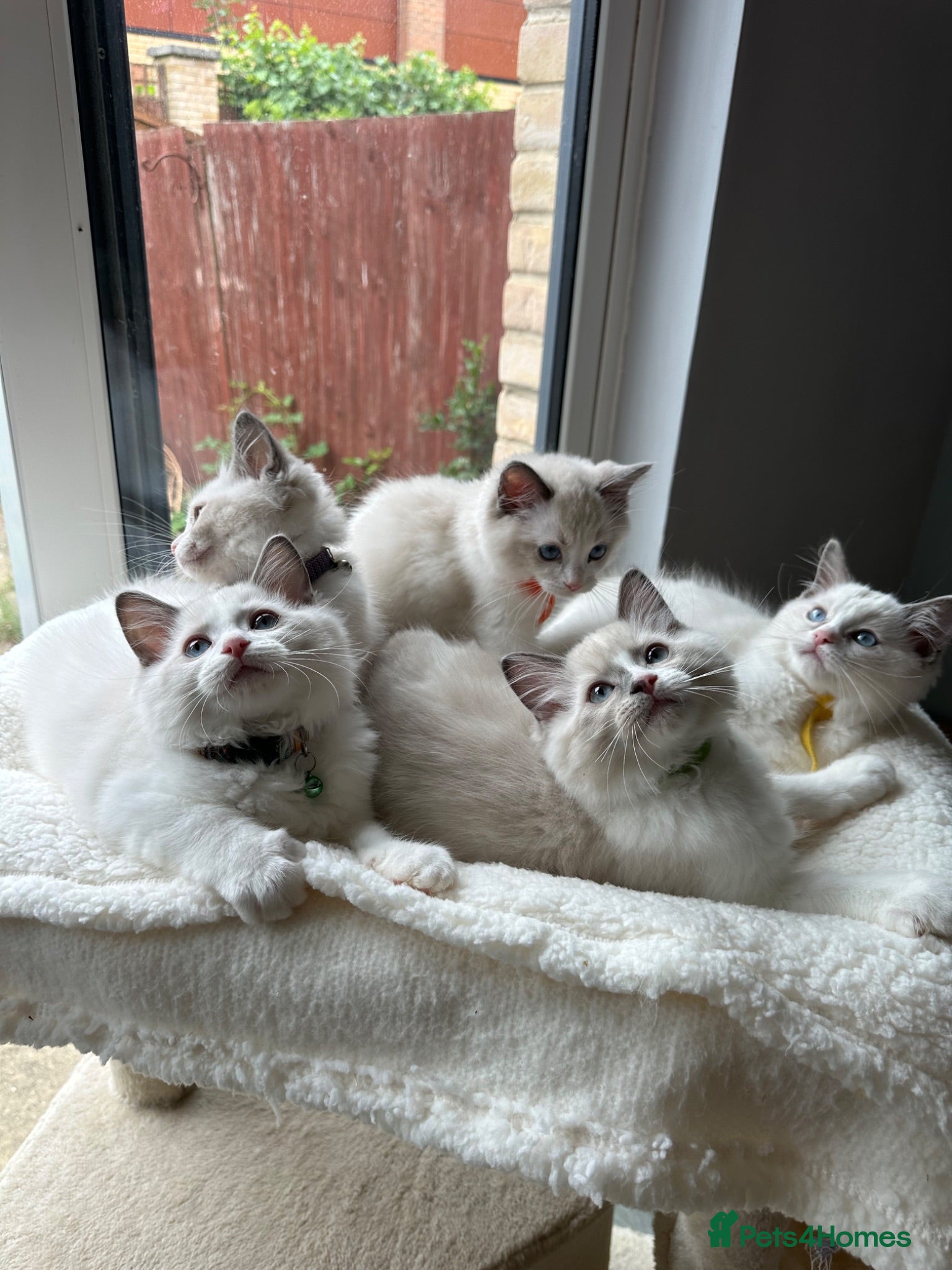 Ragdoll cats  TICA Quality Beautiful ragdoll kittens 😻🌟 - Advert 6