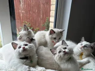 Ragdoll cats TICA Quality Beautiful ragdoll kittens 😻🌟 - Advert 5