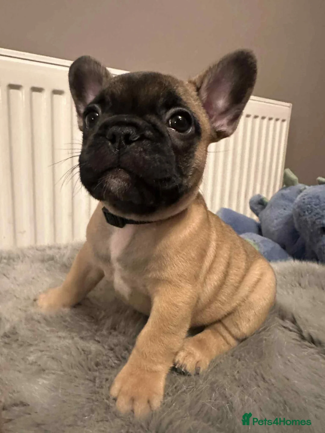 French Bulldog dogs for stud: Mani standard red silver fbce RFG 1  in Edinburgh - Advert 38