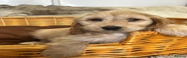 Cockapoo 4