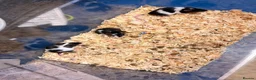 Mouse rodents for sale: Baby female fancy mice  - Advert 2