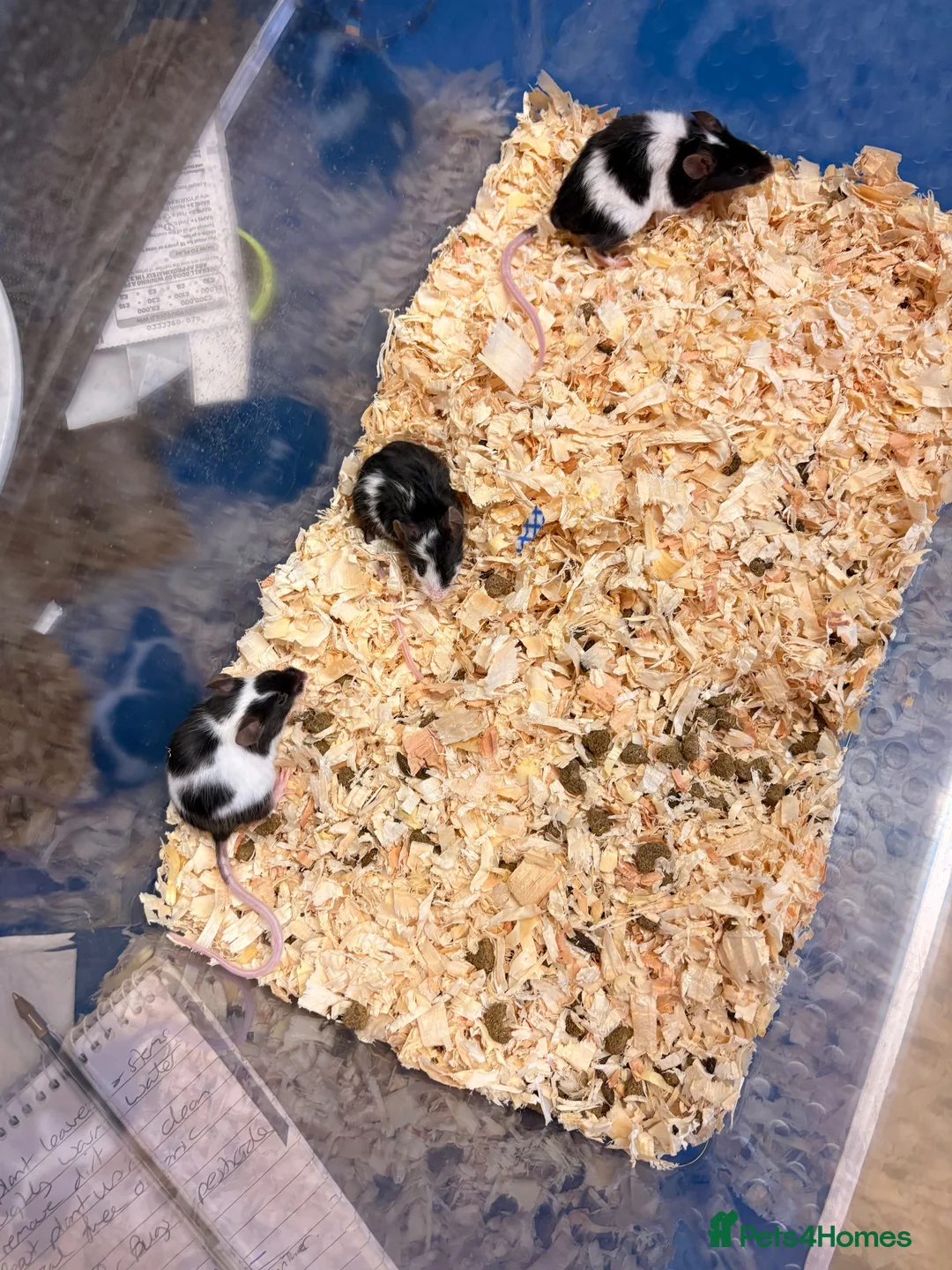 Mouse rodents for sale: Baby female fancy mice  - Advert 2