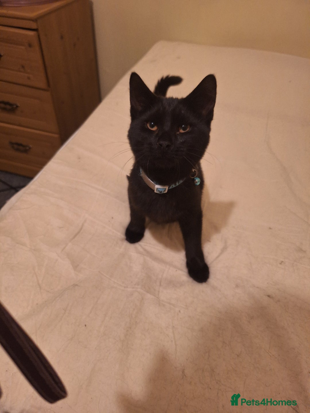 Ragdoll cats for sale: 2 bonded pair of boys  - Advert 4