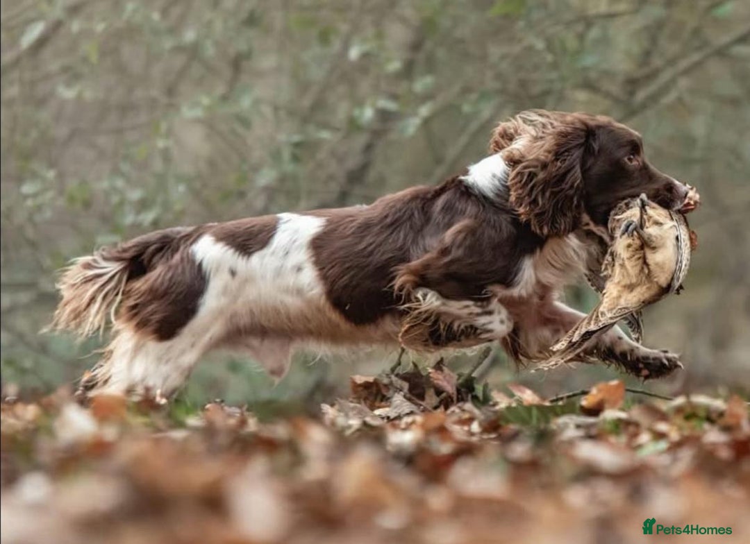 English Springer Spaniel dogs for sale: 2 Lovely Male Springer Spaniels - Image 32