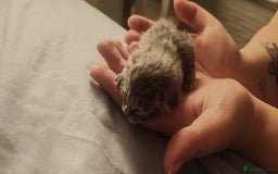 Persian cats for sale: CHOCOLATE PERSIAN KITTENS - Image 8