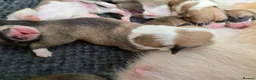 Welsh Corgi Pembroke dogs for sale: KC Beautiful Welsh Pembroke Corgi puppies. - Advert 11