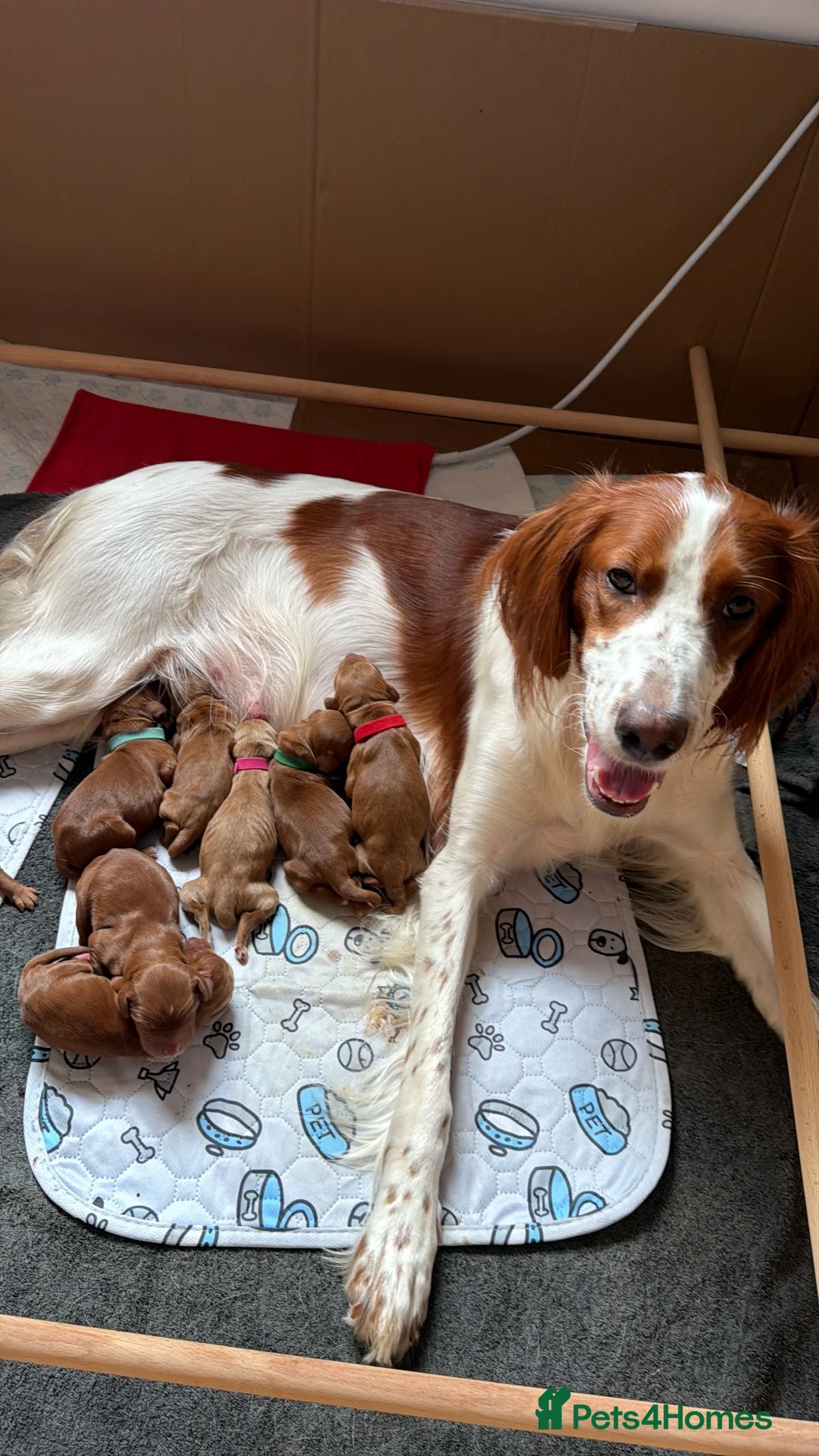 Irish Setter dogs for sale: Irish Red Setter Puppies  - Advert 1