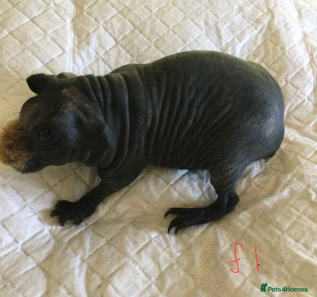 Guinea Pig rodents for sale:  skinny pigs  in Lewes - Image 24