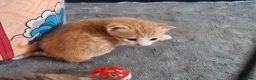 Mixed Breed cats for sale: Bengamese mix litter - Advert 20