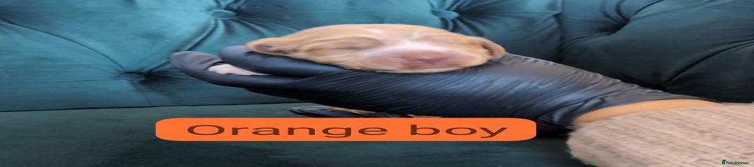 Orange boy (pumpkin)