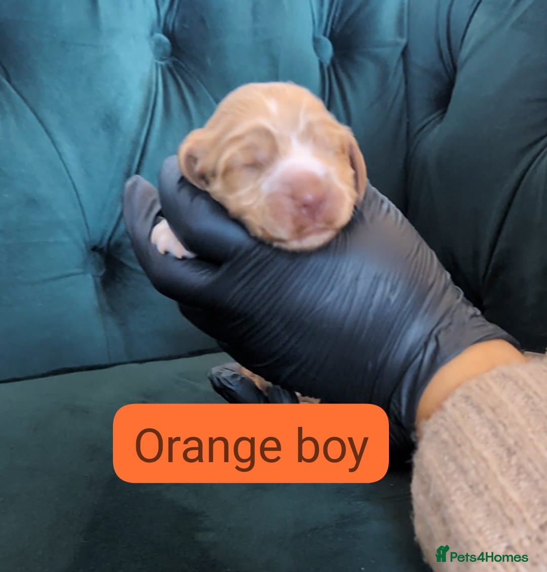 Cocker Spaniel dogs for sale: 🐾Pedigree Show cocker spaniel puppies🐾 - Image 10